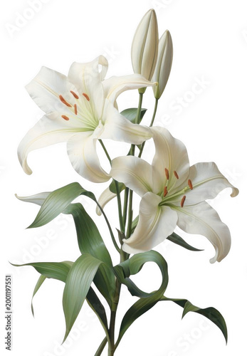 A beautiful bouquet of white lilies blooms with green leaves on stems