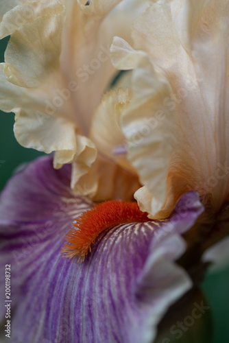 Bearded Iris 11