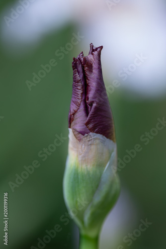 Bearded Iris 7