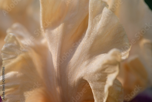 Bearded Iris 5