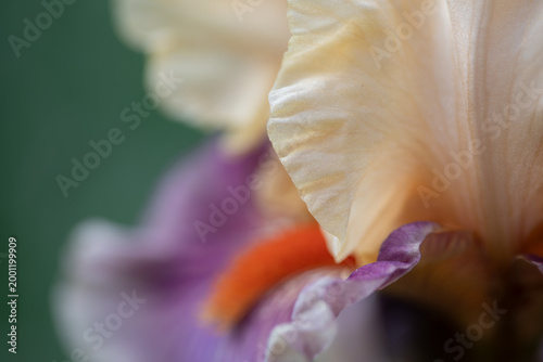 Bearded Iris 4