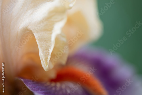 Bearded Iris 3
