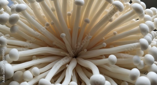 Close up of white mushroom cluster with long stems and small round caps natural background