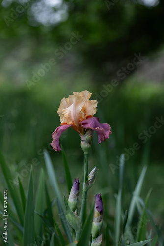 Bearded Iris 2