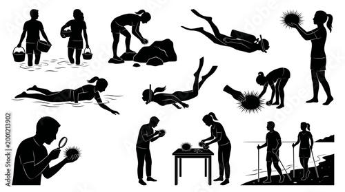 Silhouette vector set of people interacting with sea urchin, including snorkeling, marine research, cooking preparation, and walking along the coastal beach.