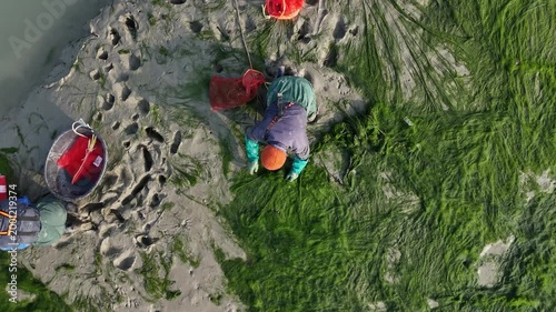 Aerial close-up of a fisherman harvesting green seaweed by hand on mudflats
