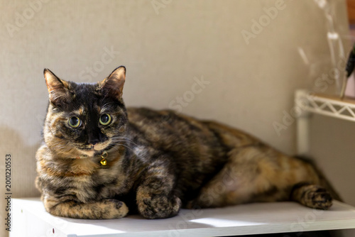 Schilderij op canvas サビ猫
