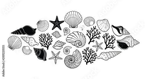 Photography A collection of various sea creatures and shells