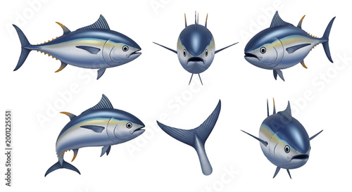 Set of illustrations of a tuna fish shown from different angles for educational and commercial use