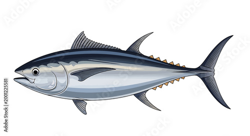Detailed illustration of a magnificent tuna fish, showcasing its sleek body and distinctive fins, a prime example of ocean dwelling marine life and a popular culinary ingredient