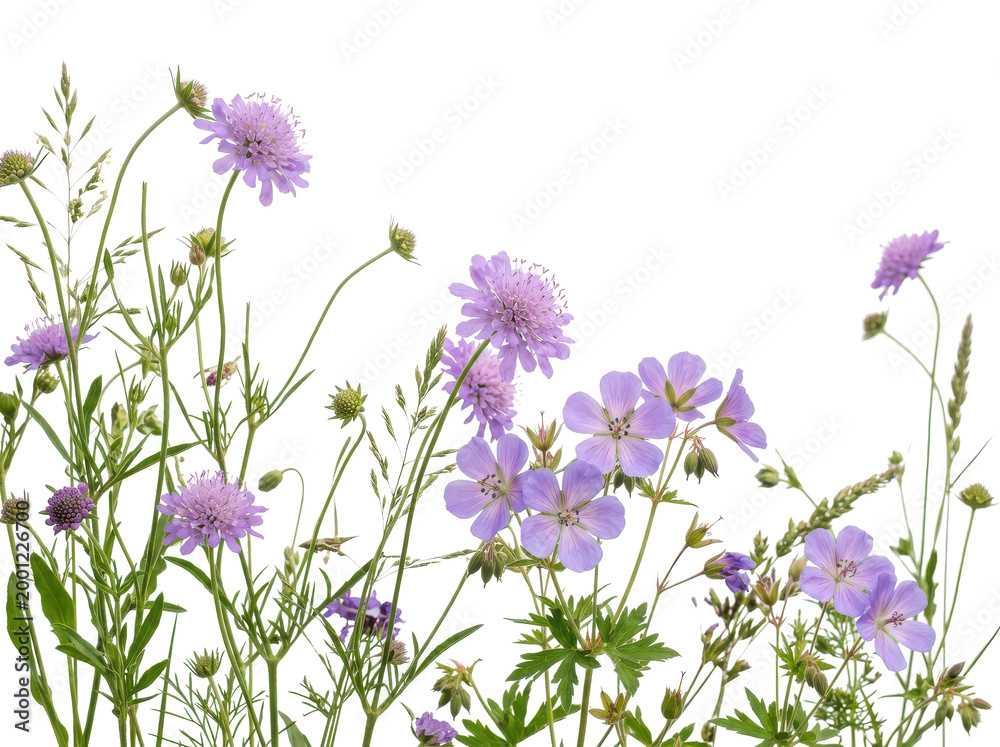 Obraz premium Vibrant purple wildflowers bloom against a crisp white background