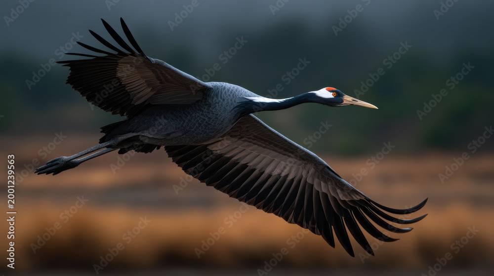 Fototapeta premium Crane in flight over blurred wetland, elegant bird silhouette with wide wing span in natural daylight