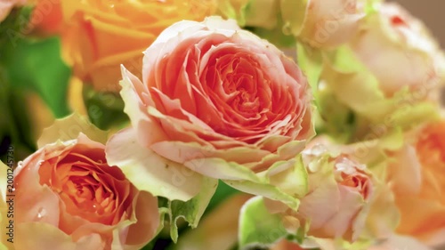 Orange roses with dew drops swaying, fixed shot, healing nature.