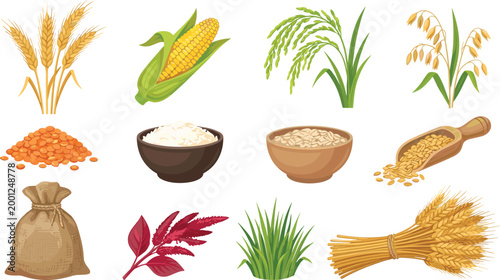 Grain Crops Vector Set with Wheat, Corn, Rice, Lentils, Oats, Flour Sack and Agricultural Food Elements for Farming and Organic Design