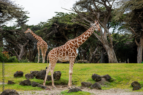 Photography giraffe in the zoo