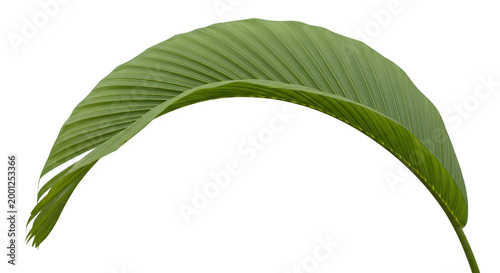 A large green tropical leaf with a natural curve and transparent background