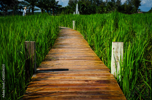 Wooden Path Through Rice Fields: A rustic wooden path meanders through vibrant green rice fields under a clear sky, inviting exploration and offering a serene journey into nature's embrace.