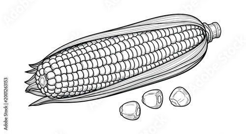 Detailed botanical illustration of a ripe corn on the cob with husks partially opened and three loose corn kernels.