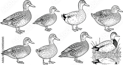 Seven ducks illustration in various poses Vector