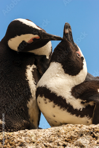 African penguins (Spheniscus demersus) interacting on a rock in South Africa.