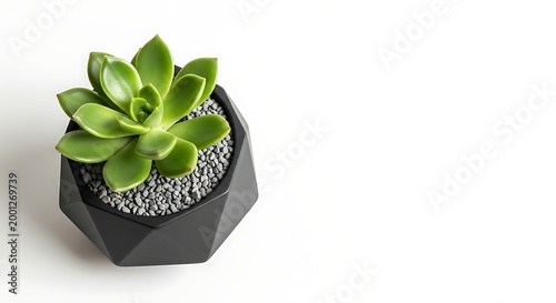 Small succulent plant in ceramic container