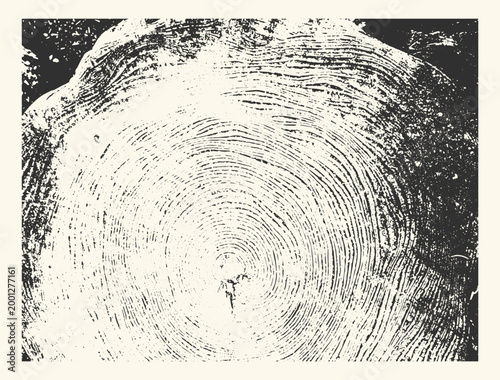 Cross-section of a tree stump with visible growth rings. The organic texture of sawn logs. A natural pattern for forest conservation concepts and wood-based backgrounds.