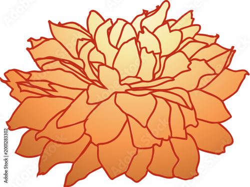 Orange peony flower drawing