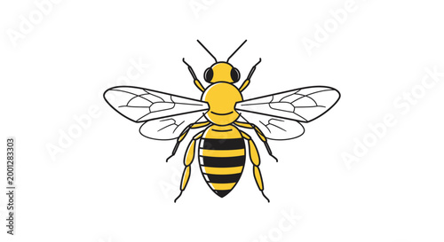 Yellow and black striped bee with transparent wings, isolated on white background
