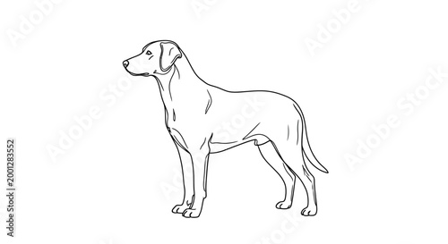 Line Art Drawing of a Standing Dog, Black and White Sketch of a Labrador Retriever