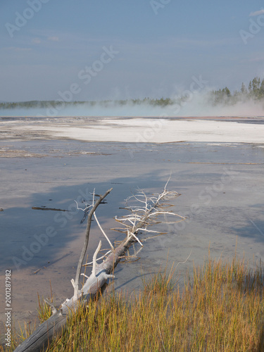 Yellowstone volcanic landscape with dry dead trees and steam rising from Grand Prismatic Spring