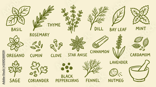 Collection of Hand Drawn Herbs and Spices Botanical Illustrations with Labels on a Light Background