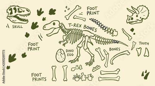 Dinosaur skeleton illustration with fossilized bones, footprints, skull, and egg, representing paleontology and prehistoric life discovery