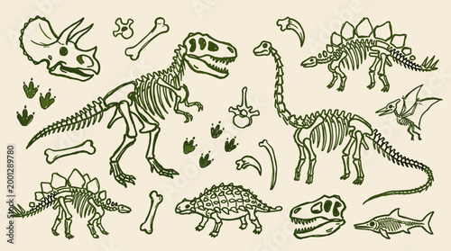 Collection of dinosaur skeletons and fossils illustration for educational purposes, prehistoric creatures, paleontology, and science exploration