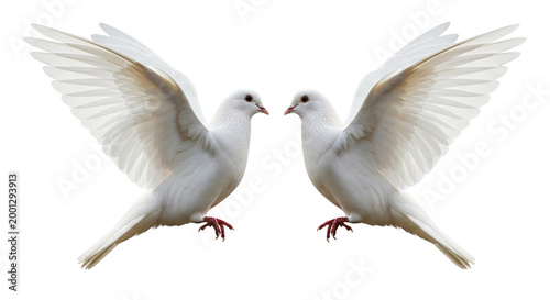 Two white doves with outstretched wings facing each other on transparent background