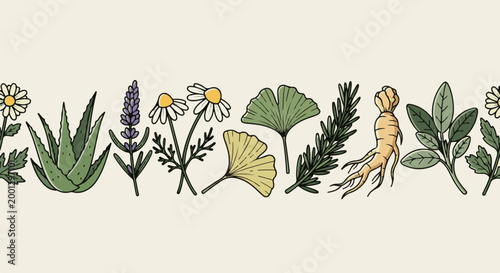 Botanical illustration of medicinal herbs and plants with detailed roots and leaves on a cream background