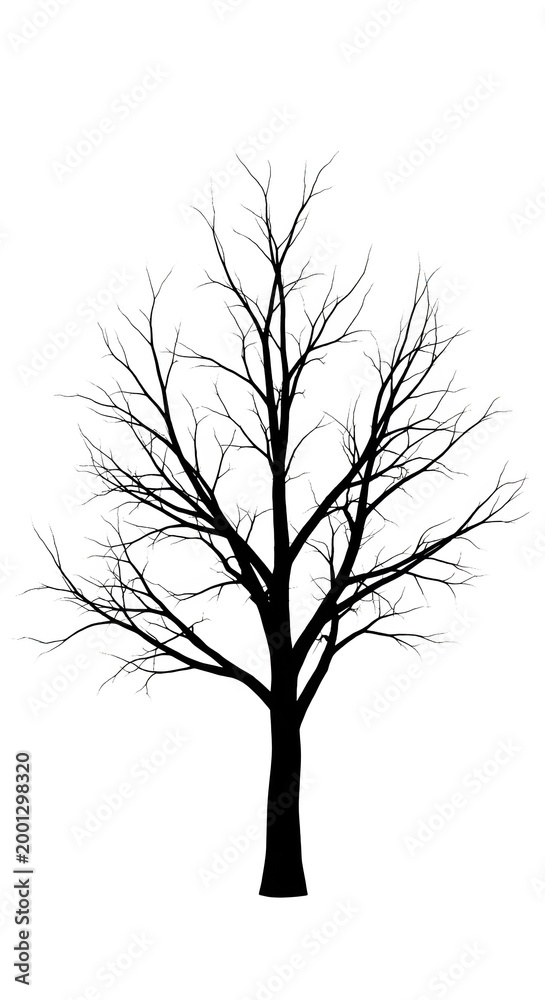 Obraz premium Leafless Tree Silhouette Against White.