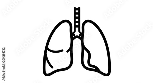 Medical illustration of human lungs with airways for health education