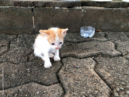 A tiny, adorable orange and white kitten sits on a textured stone pathway next to a discarded plastic bottle.