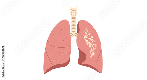 A detailed anatomical illustration of a pair of healthy human lungs with visible bronchial structures is displayed on a plain white background in flat colors.
