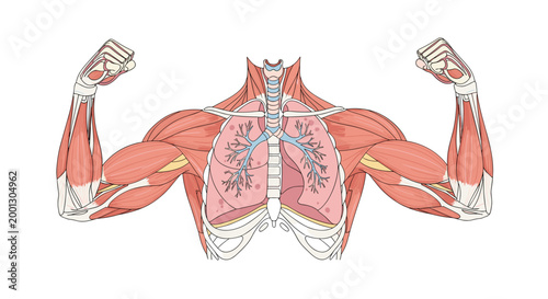 An anatomical illustration of a human upper body showing muscular arms in a flexed pose alongside internal lung structures in a clean white background environment.
