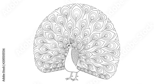 Ornate peacock coloring page illustration with fanned tail