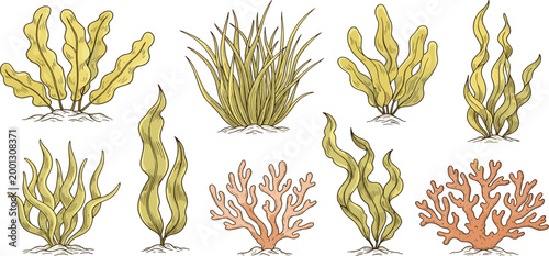 Hand Drawn Seaweed and Coral Set with Underwater Marine Plants Ocean Botanical Vector Collection