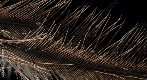 Closeup of brown bird feathers.