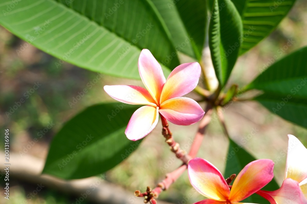 Fototapeta premium Red Plumeria Frangipani Blossom - Natural Spa and Relaxation Concept