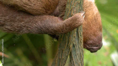 Close-up of a Brown Sloth Claw Gripping a Tree Branch in Jungle