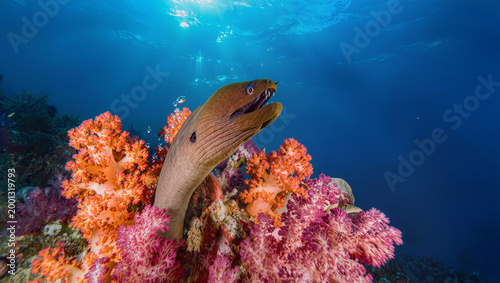 Moray Eel Lunging Out of Coral with Sharp Focus and Dramatic Timing