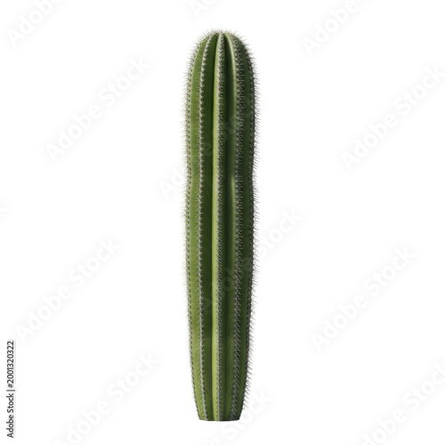 Single tall green columnar cactus isolated on white background, saguaro or pachycereus plant with sharp spines
