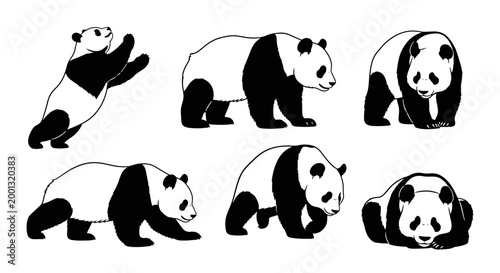 Set of Giant Panda Illustrations in Various Poses