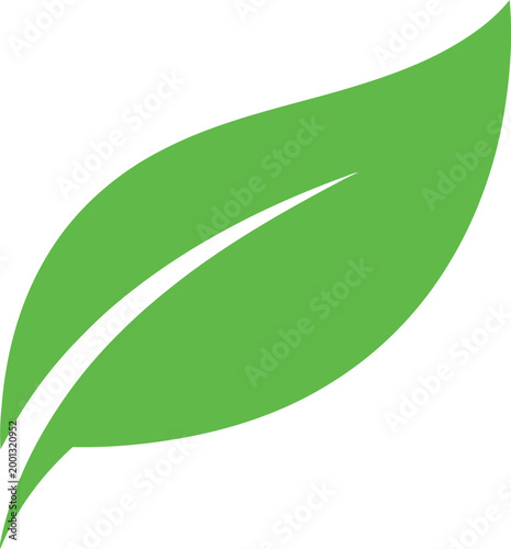 Green Leaf on White Background