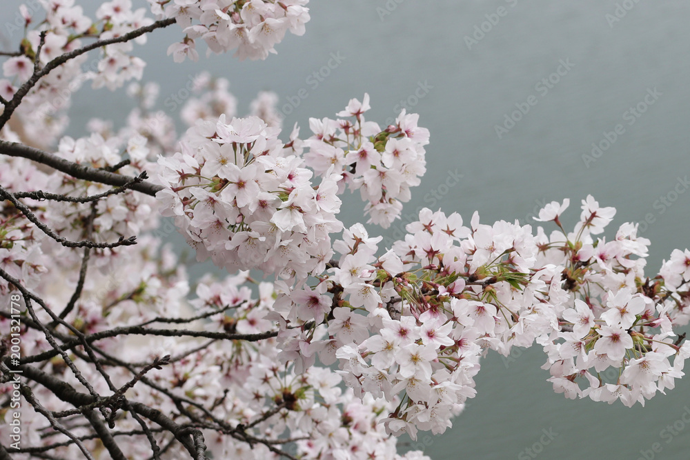 Fototapeta premium Cherry blossoms on a branch near water in a Japanese park.